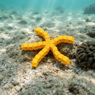 Étoile de mer